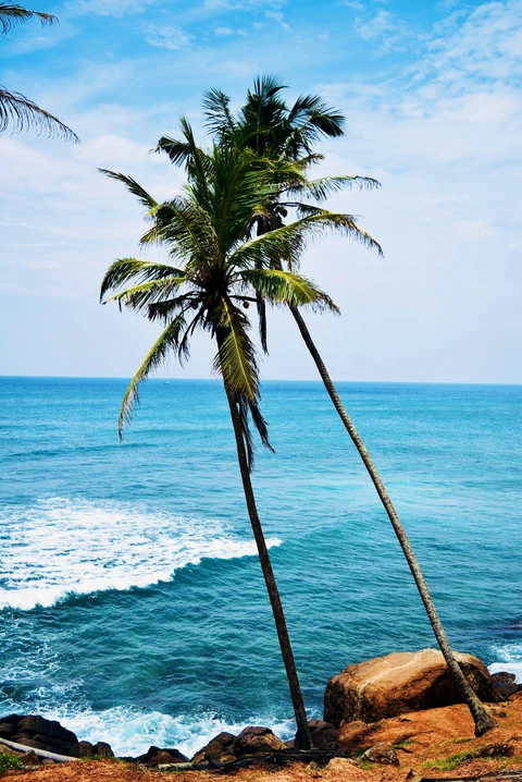 Palm trees on the coast of Sri Lanka